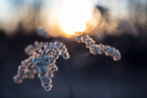 Foetus state of a Canadian goldenrod in the sundown, Solidago canadensis, back light Foetus state of a Canadian goldenrod in the sundown, Solidago canadensis, back light